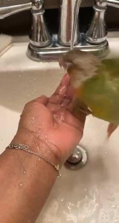 Bath time Birb cuteness ❤️