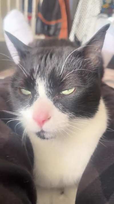 He gets grumpy if he is not put between the legs and wiggled every morning