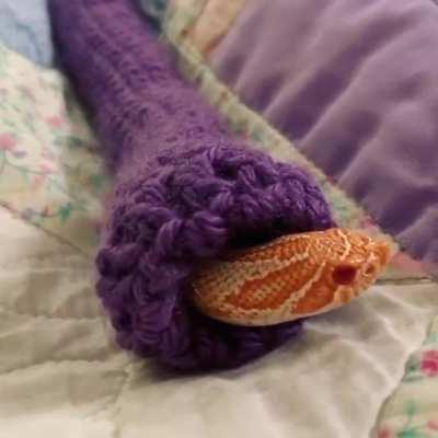 Little hog nose snek absolutely loves their new sweater