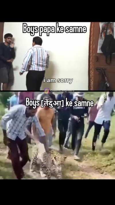 Bechara cheetah 🐆