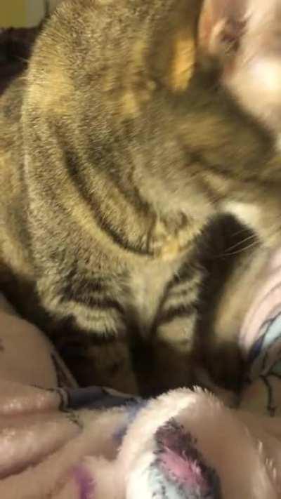 I got this blanket for Christmas today. It didn’t take long for ShuShu to claim it and turn it into biscuits with the motor running!