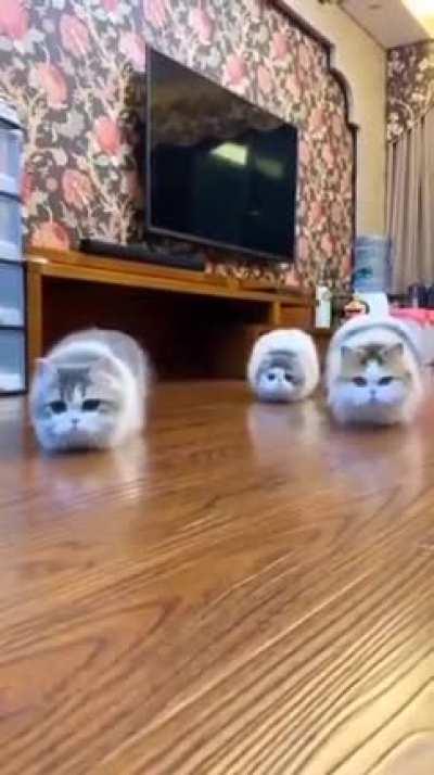 Death by synched illegal floofs