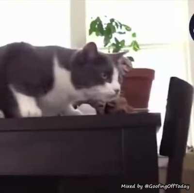 That's not funny, hooman.