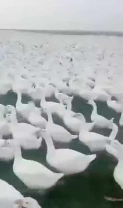 200 000 units are ready, with a million more well on the way.