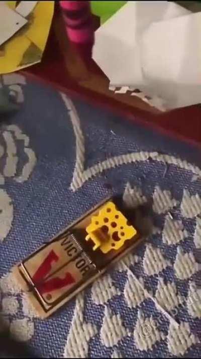 Playing with a mouse trap