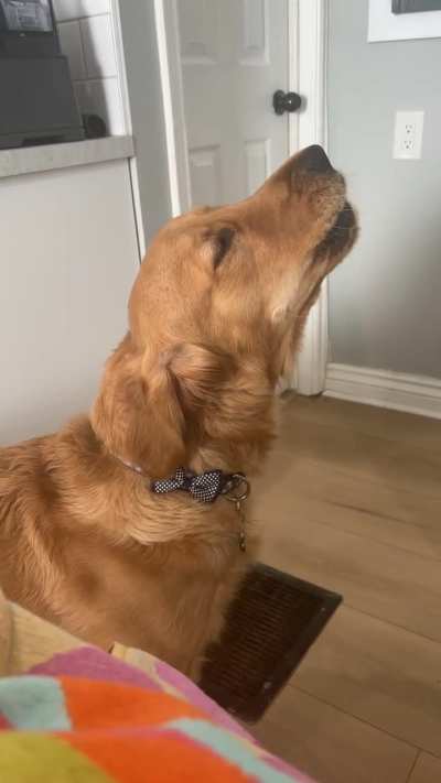 My cousin said to shut my dog up and that he’s annoying. I think he’s adorable when he howls 🤷‍♀️