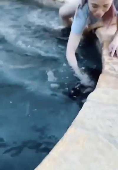 A puppy walking towards the pool with full confidence