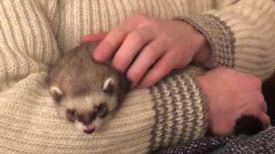 Toast snoozing after a hard day of playing!