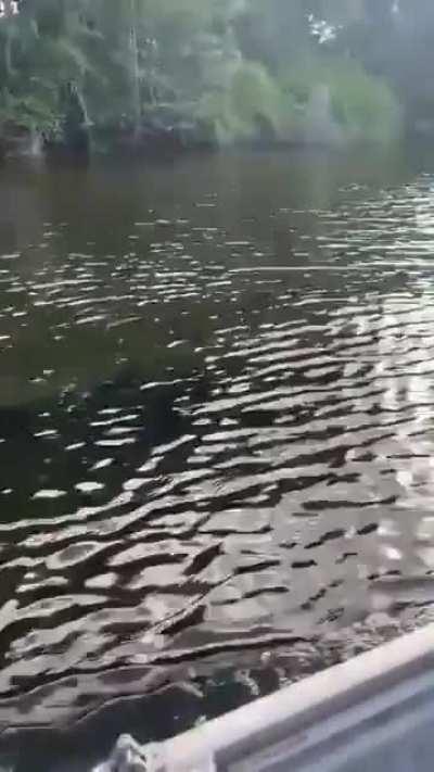 A massive Saltwater Crocodile racing alongside a boat in Australia
