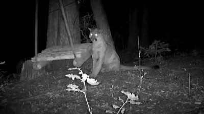 Mountain Lion plays with swing