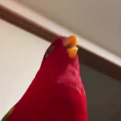 Party parrot