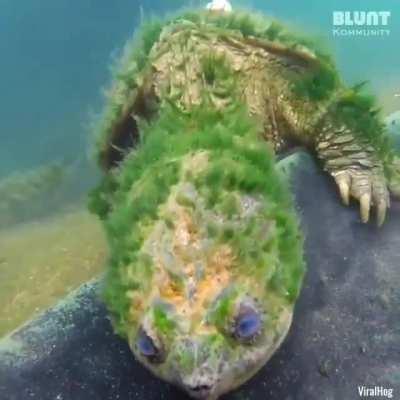 🔥 This turtle is estimated to be 90 years old!