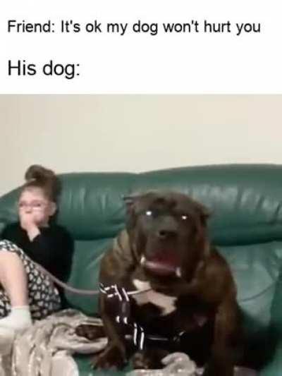 That is one big doggo
