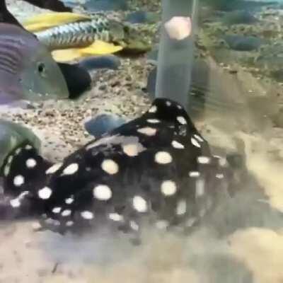 How to feed a stingray in an aquarium