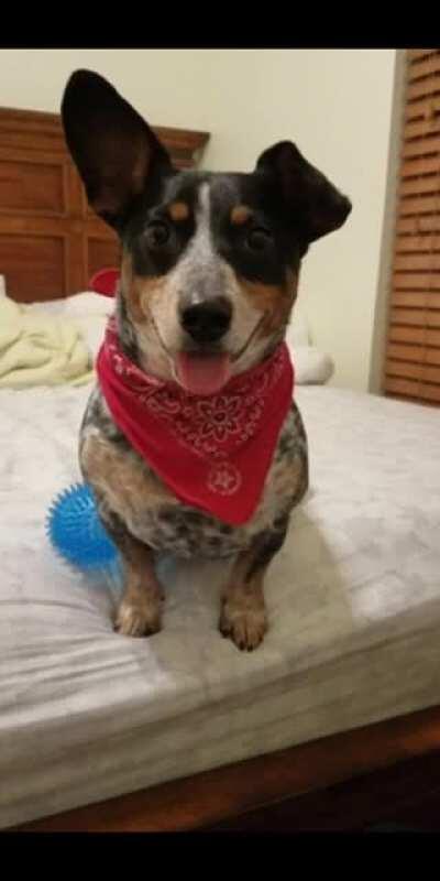 Punchy waits for a treato.