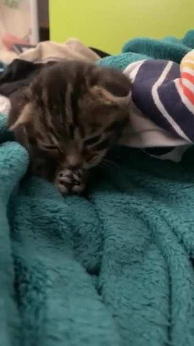 Pip’s first time cleaning herself!