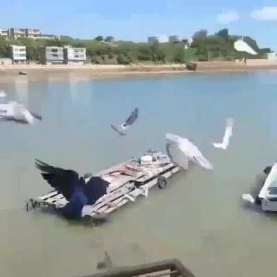 Pigeon's point of view