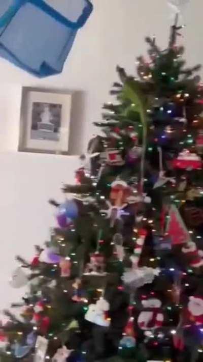 In Florida, an iguana seeks warmth in a Christmas tree.