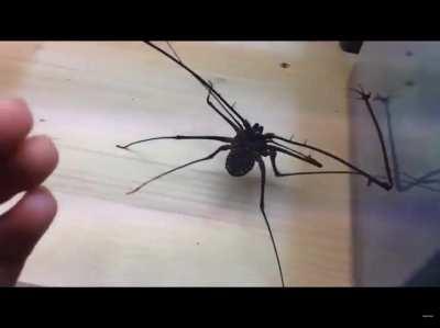 Whip spider, one of the most terrifying spiders I've ever seen