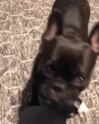 Can you pwease throw dis for me?