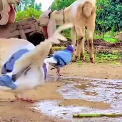 🔥 A pigeon doing a backflip.