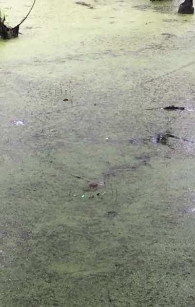 🔥 A baby alligator chasing a laser pointer 🔥