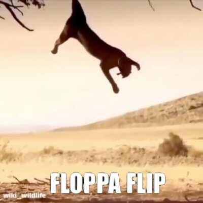 Floppa flip