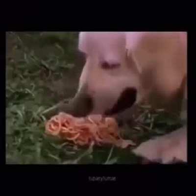 Do you like spaghetti?