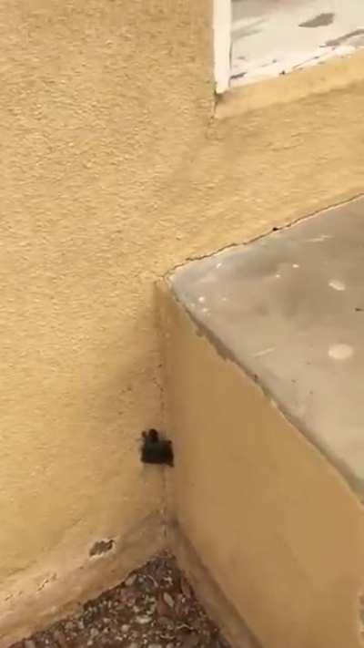 Hit turtle on a mission