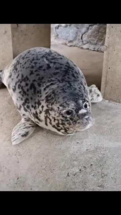 Do you know know what kind of dog is this?