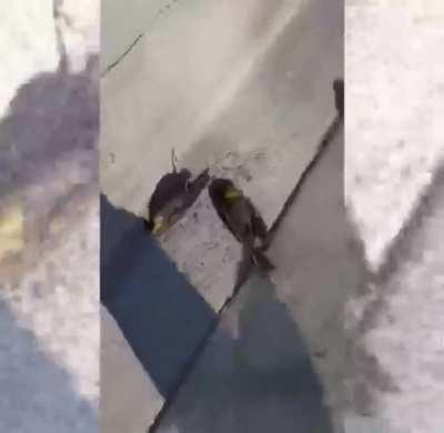 Hundreds of Birds dying & falling from the Sky in Mexico in the city of Cuauhtémoc, Chihuahua. The images show migratory birds crashing into the ground. The ‘strange occurrence’ was recorded on Monday.