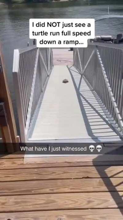 Turtle running down ramp 🐢