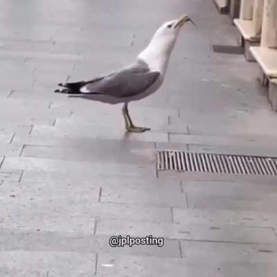Gaviota culia te comiste al chefsito