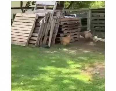 Here's a video of Leia and duke playing 