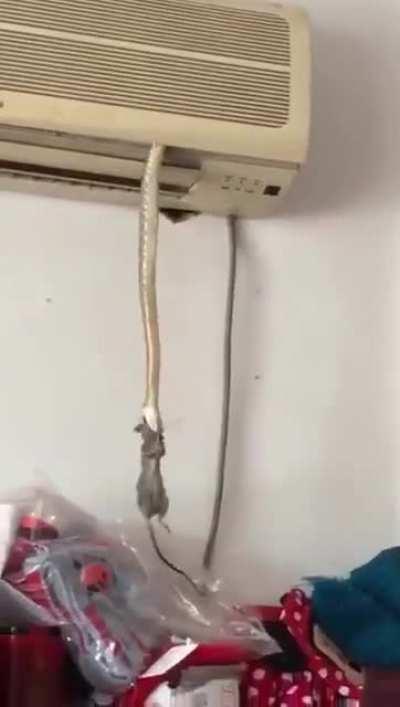 Mod loader isssss taking itsssss time...