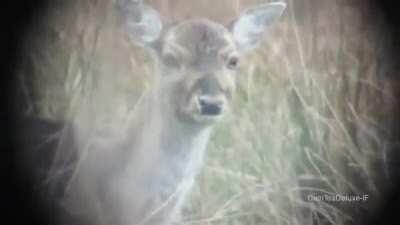 They really liked the deer's cut g