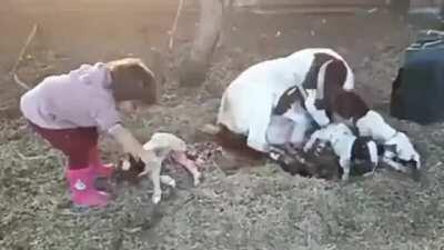 Awesome! Baby Veterinarian delivers a baby goat