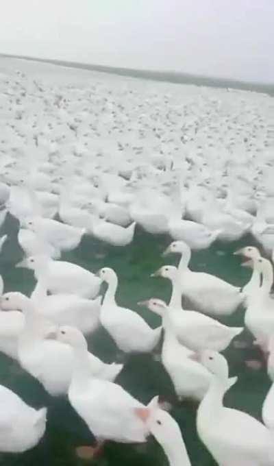 Average eastern front