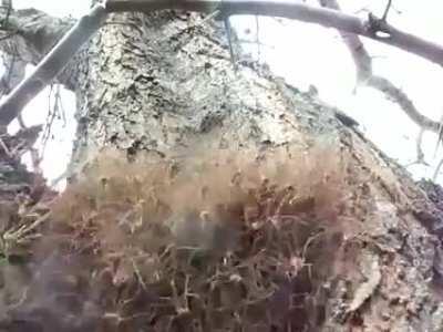 Noah, please burn all the fuzzy trees