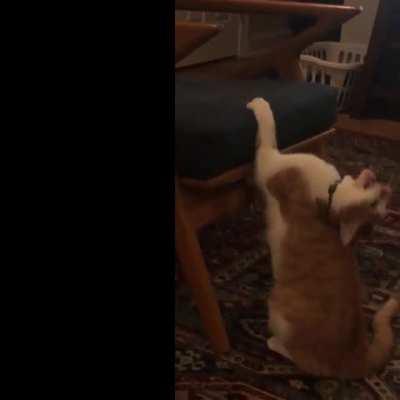 they’re on the chair!!