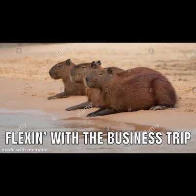 capybara meme