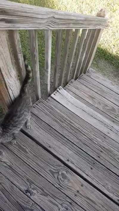 Anyone know what this cat is doing? He's been doing this while I was standing on the porch.