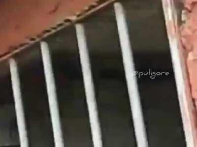 Lion snacks on an American tourist. He survived. [nsfw]