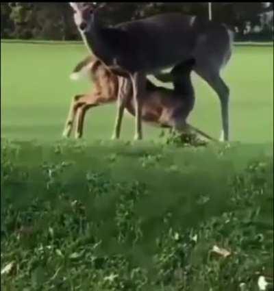 Amazing golf shot