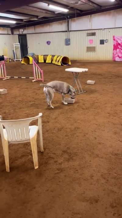 Adventures in scentwork