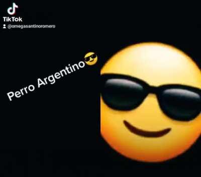 Perro Argentino 😎😎😎