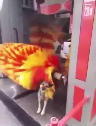 Dog in car wash
