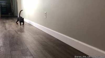 A weird walking cat. Source: Daily Dose of Internet