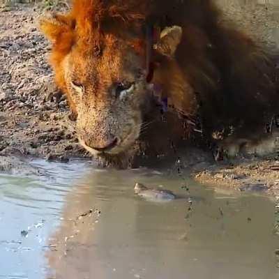 Turtle tells lion to move away from his waterhole.