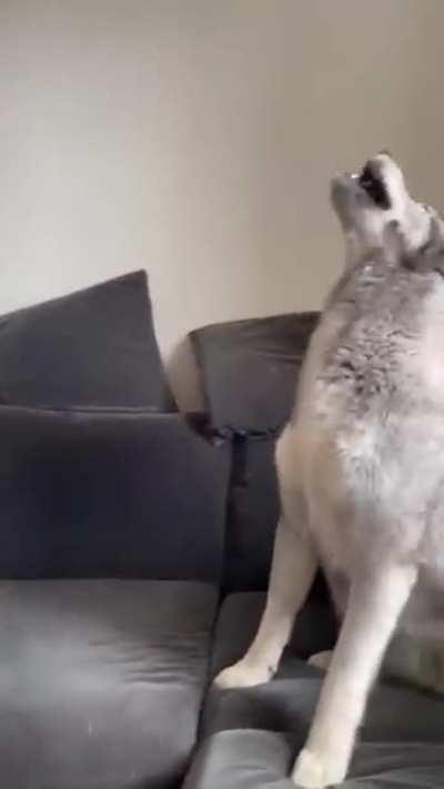 Serious argument going on here